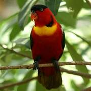 Yellow-bibbed Lory