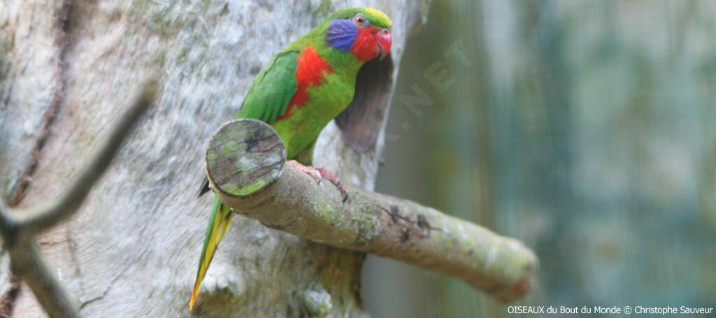 Red-flanked Lorikeet