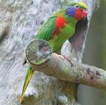 Red-flanked Lorikeet (Charmosyna placentis), Pulau Obi, Mal…