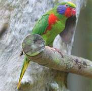 Red-flanked Lorikeet