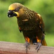 Brown Lory