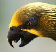 Brown Lory