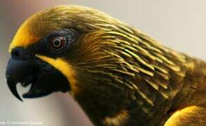 Brown Lory