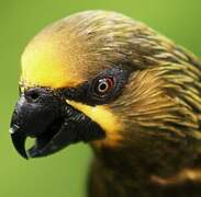 Brown Lory