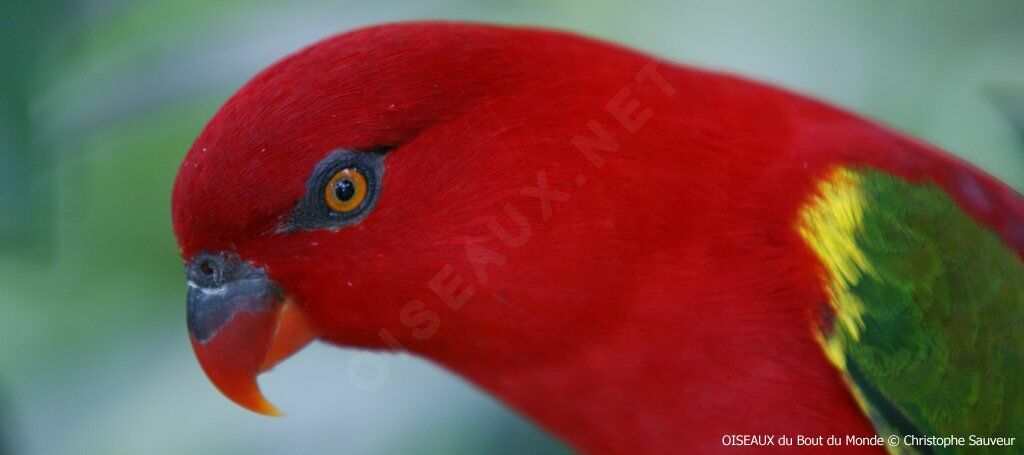 Chattering Lory