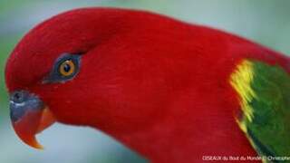 Chattering Lory