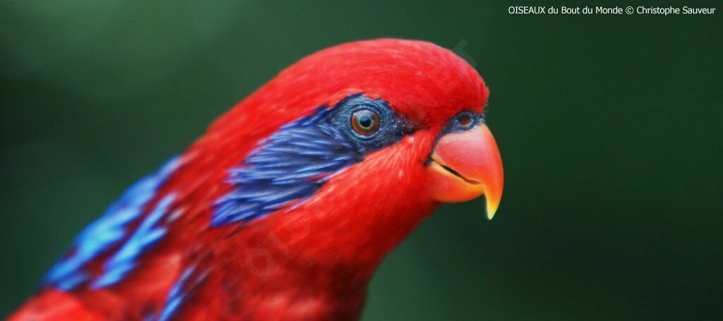 Blue-streaked Lory