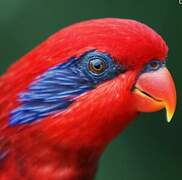 Blue-streaked Lory