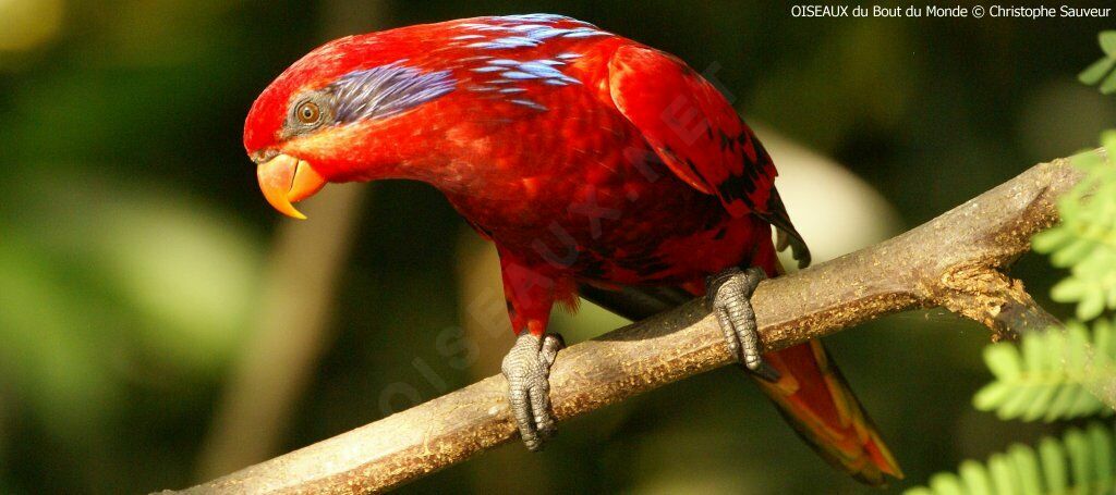 Blue-streaked Lory