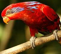 Blue-streaked Lory