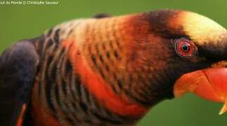 Dusky Lory