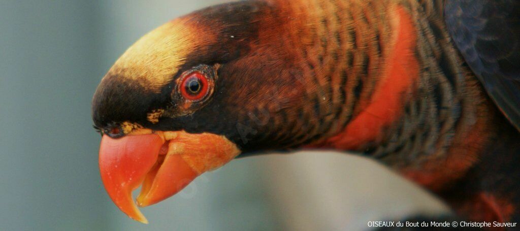 Dusky Lory