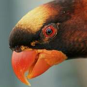 Dusky Lory