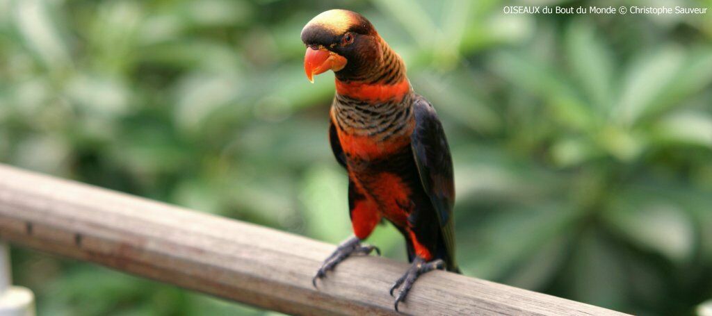 Dusky Lory