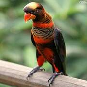 Dusky Lory