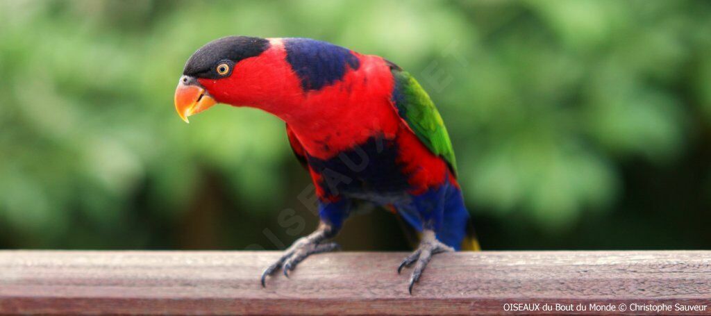 Black-capped Lory