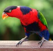 Black-capped Lory