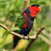 Black-capped Lory