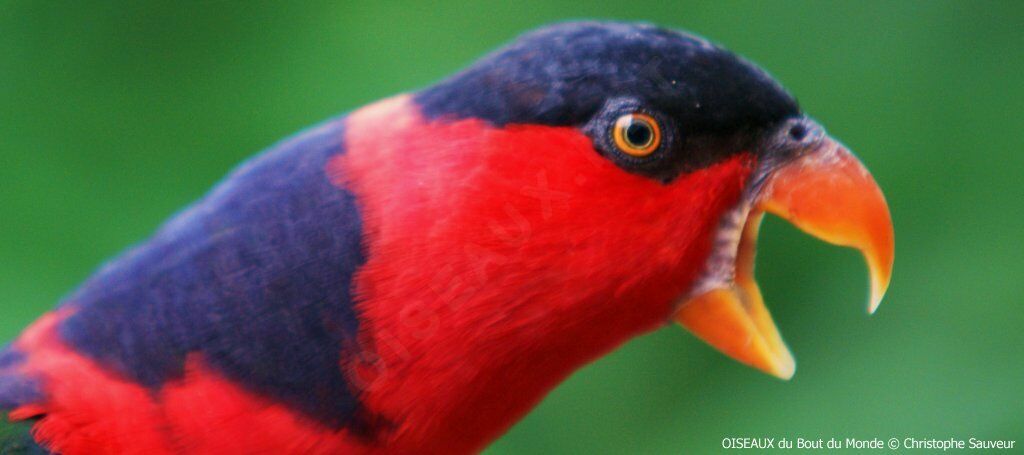 Black-capped Lory