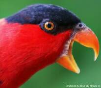 Black-capped Lory