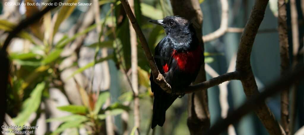 Black-and-crimson Oriole male adult, identification