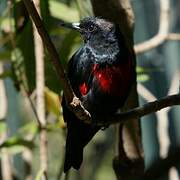 Black-and-crimson Oriole