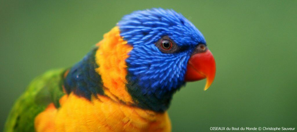 Red-collared Lorikeet