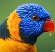 Red-collared Lorikeet