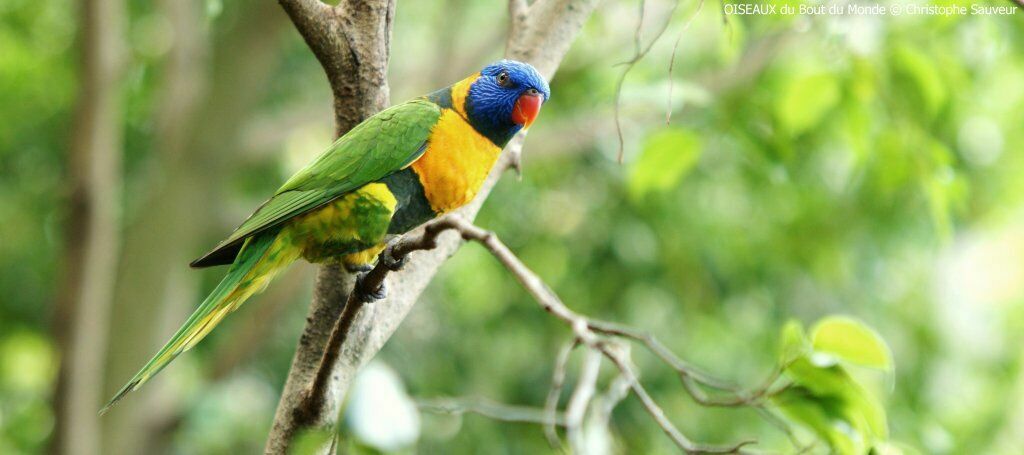 Red-collared Lorikeet