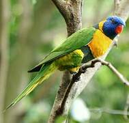 Red-collared Lorikeet