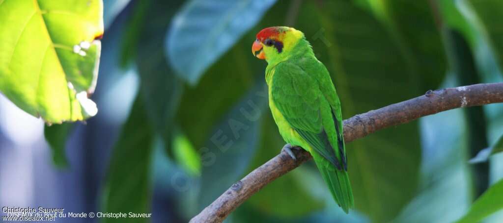 Iris Lorikeet