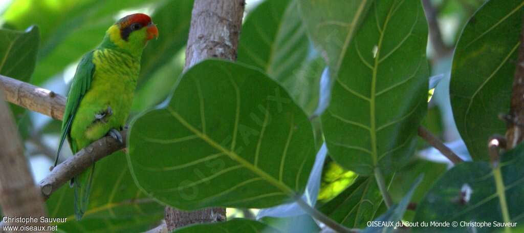 Iris Lorikeet