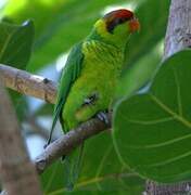 Iris Lorikeet