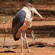 Marabou Stork