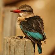 Brown-hooded Kingfisher