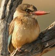 Brown-hooded Kingfisher