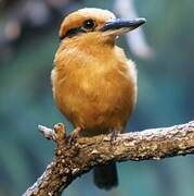 Guam Kingfisher