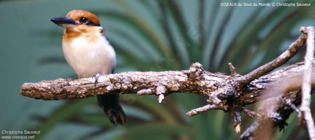 Guam Kingfisher female adult, identification