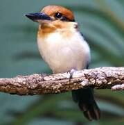 Guam Kingfisher