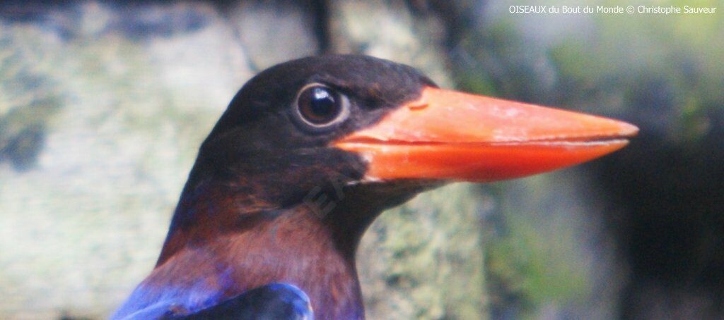 Javan Kingfisher