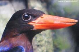 Javan Kingfisher