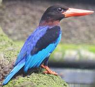 Javan Kingfisher