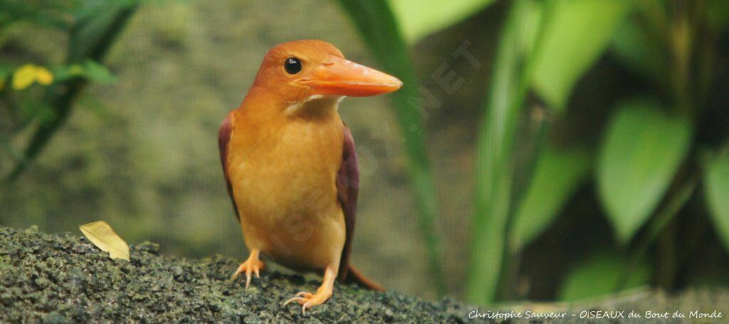 Ruddy Kingfisher