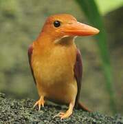 Ruddy Kingfisher