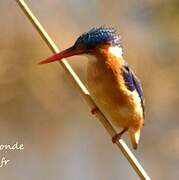 Malachite Kingfisher