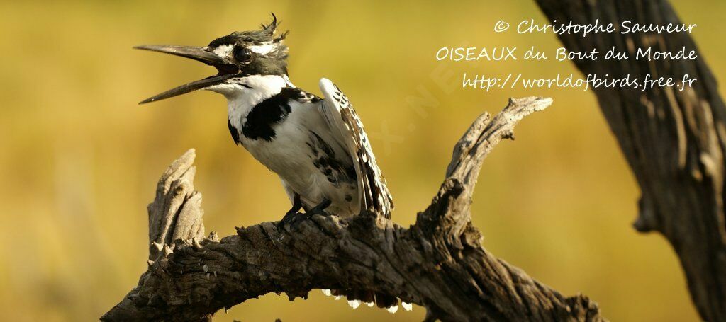 Pied Kingfisher female