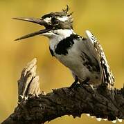 Pied Kingfisher