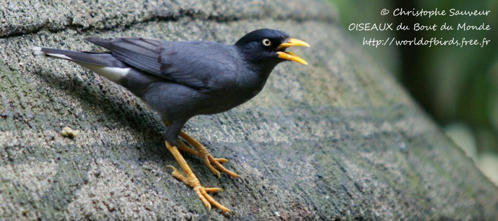 Javan Myna