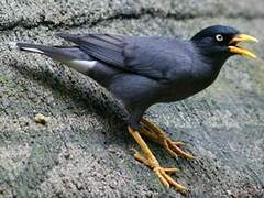 Javan Myna