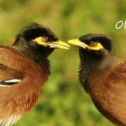 Common Myna